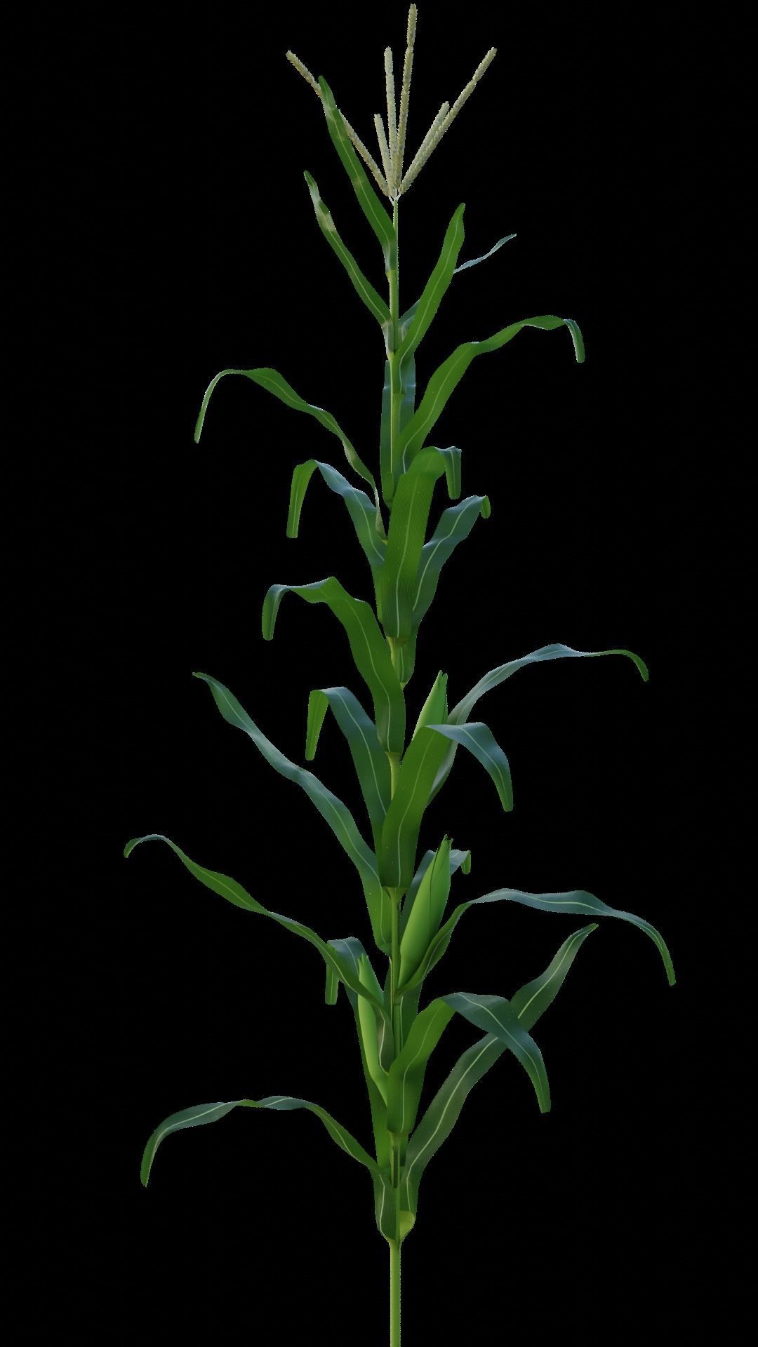 Cornfield 3d Scene 3D model_6