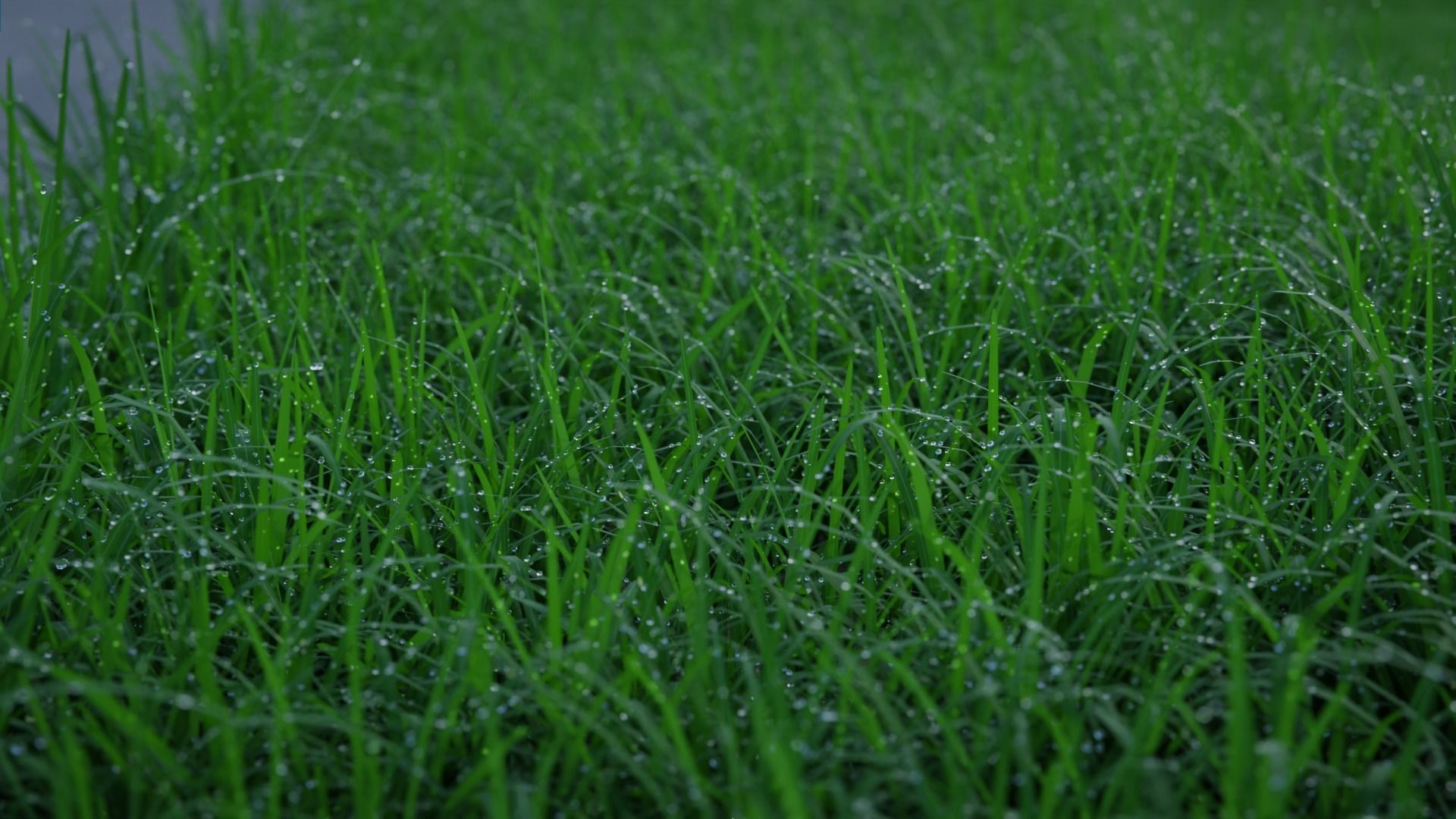 Cornfield 3d Scene 3D model_2