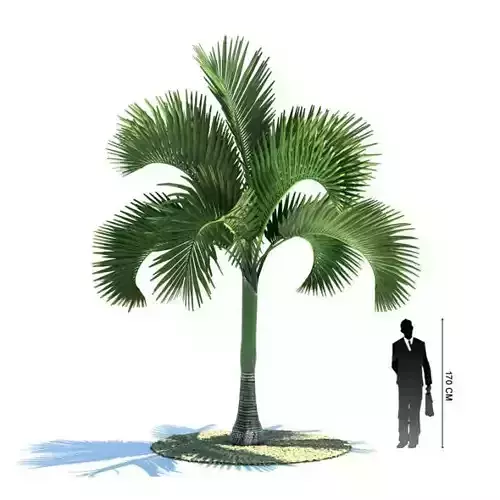 Exotic Palm Tree