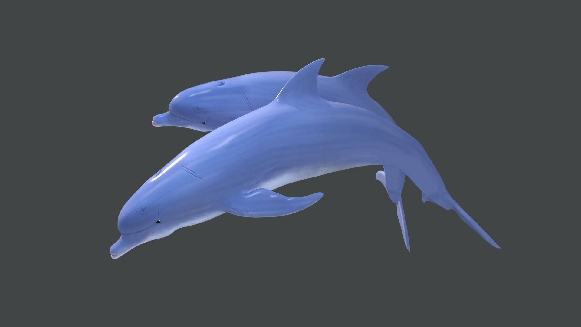 Dolphins two 3D model_3