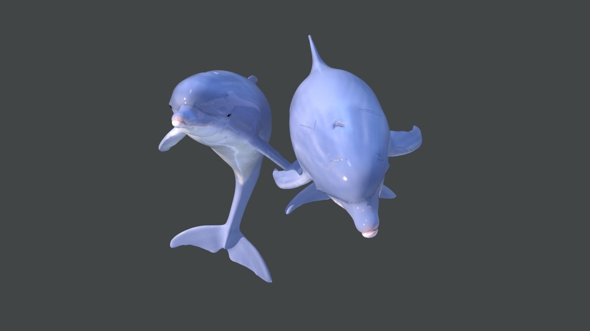 Dolphins two 3D model_4