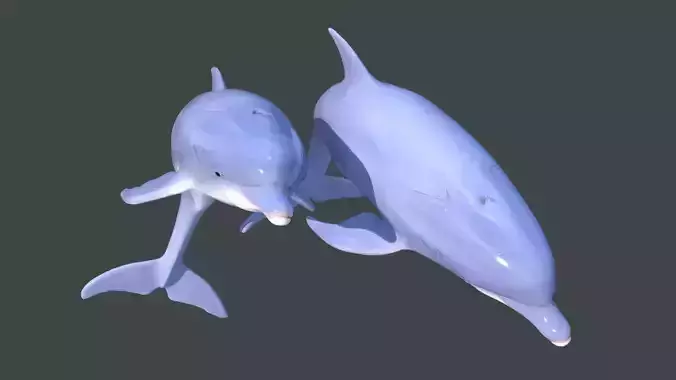 Dolphins two