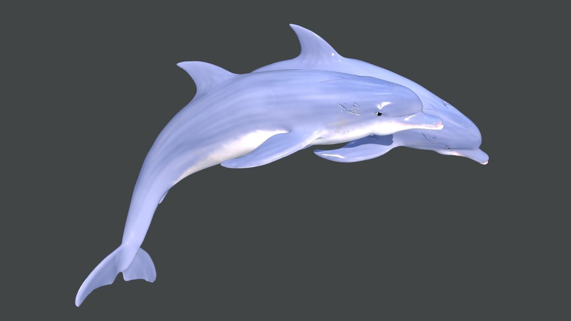Dolphins two 3D model_1