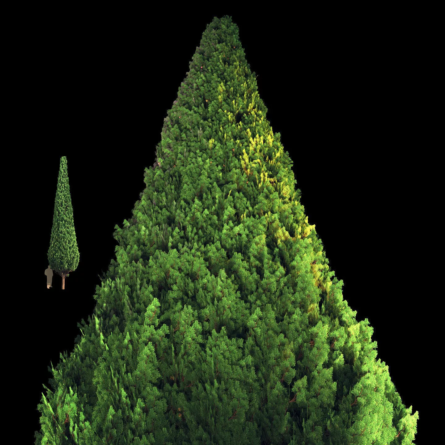 Cypress 10 meters 3D model