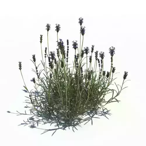 Flowering Long Stemmed Plant