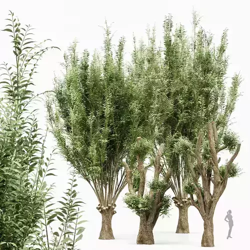 Pollard willow 4trees 3D model