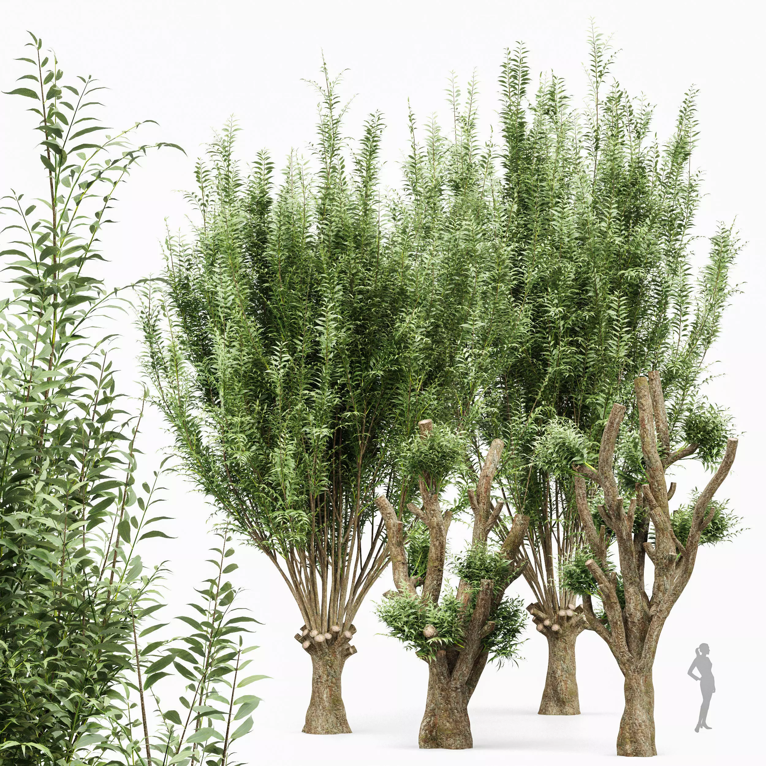 Pollard willow 4trees 3D model_0