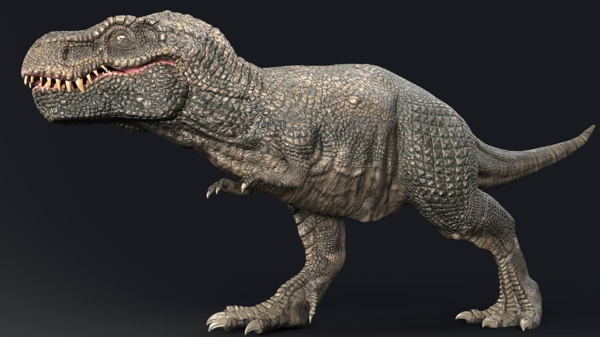 Dinosaur Zhuchengtyrannus Magnus- Ancestor of TRex  58 Anims Low-poly 3D model_9