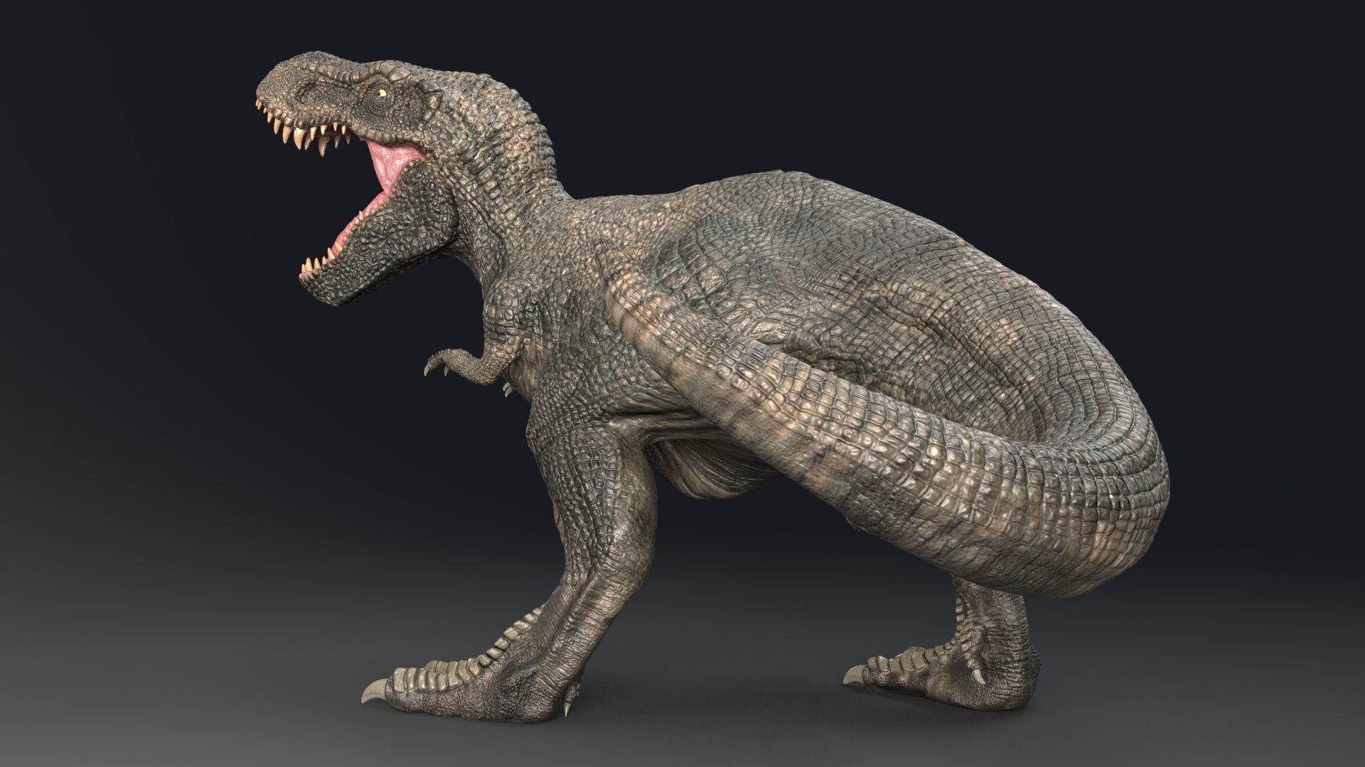 Dinosaur Zhuchengtyrannus Magnus- Ancestor of TRex  58 Anims Low-poly 3D model_11