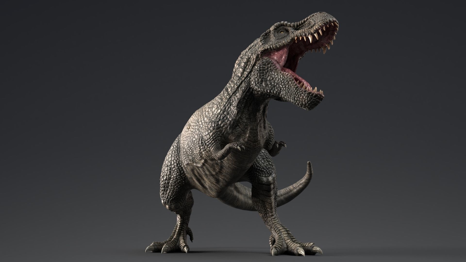 Dinosaur Zhuchengtyrannus Magnus- Ancestor of TRex  58 Anims Low-poly 3D model_3