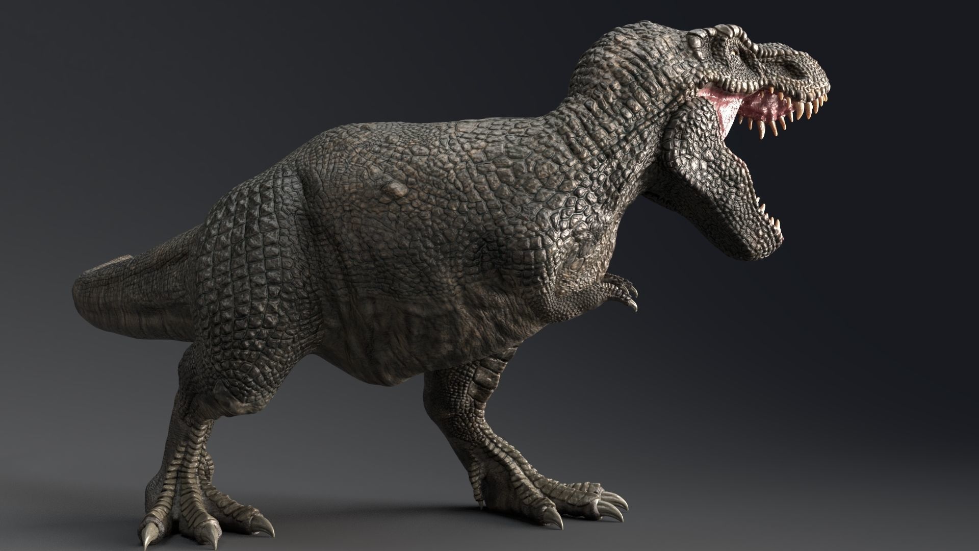 Dinosaur Zhuchengtyrannus Magnus- Ancestor of TRex  58 Anims Low-poly 3D model_4