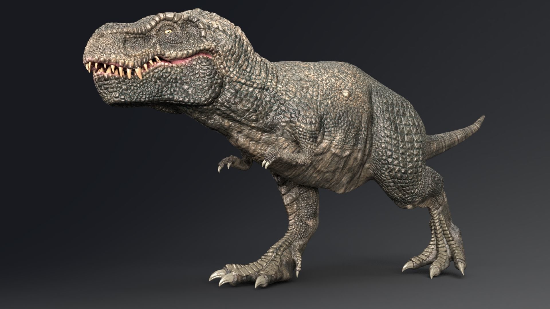 Dinosaur Zhuchengtyrannus Magnus- Ancestor of TRex  58 Anims Low-poly 3D model_7