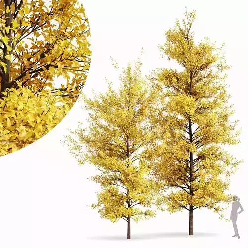 Real Tree Acer Buergerianum Fall 3D model