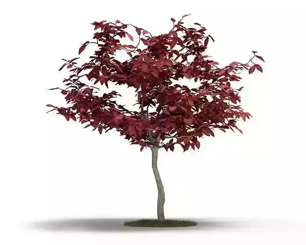 Fall Red Leafed Tree