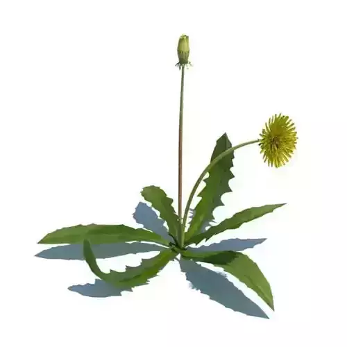 Yellow Dandelion Weed