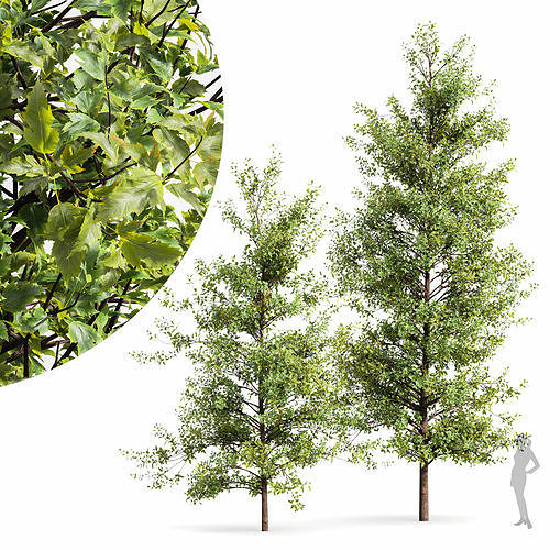 Real Tree Acer Buergerianum 3D model