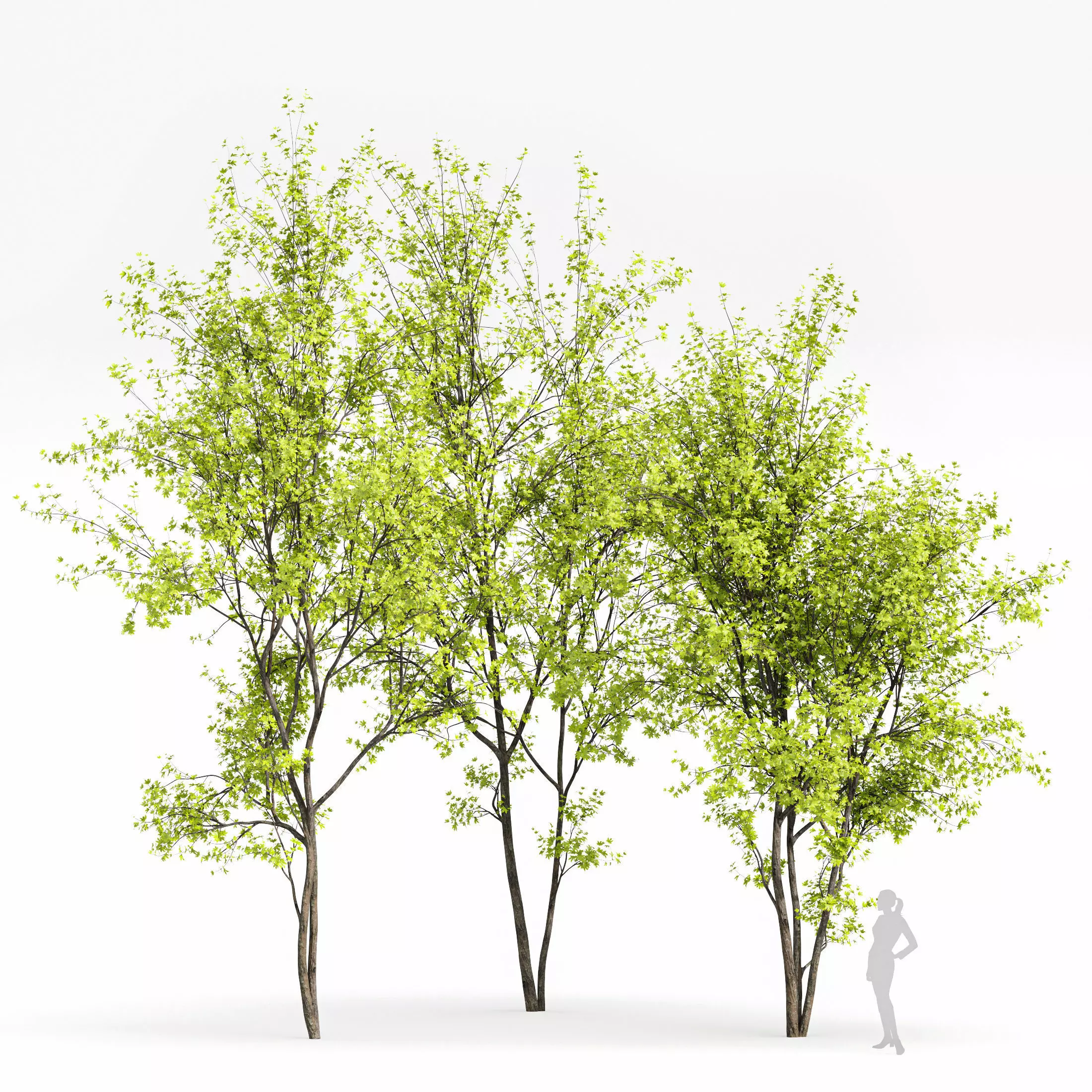 Real Tree Acer Saccharinum Spring 3D model