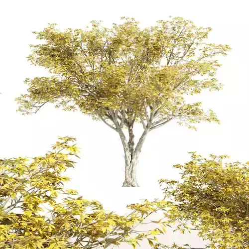 tree-American Elm Fall