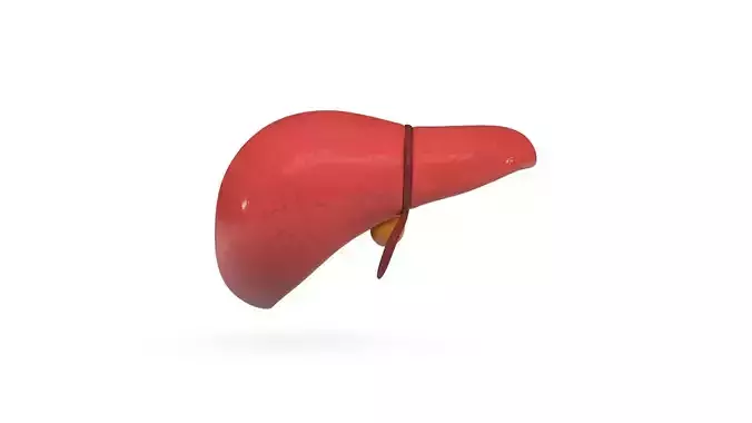 Human Liver