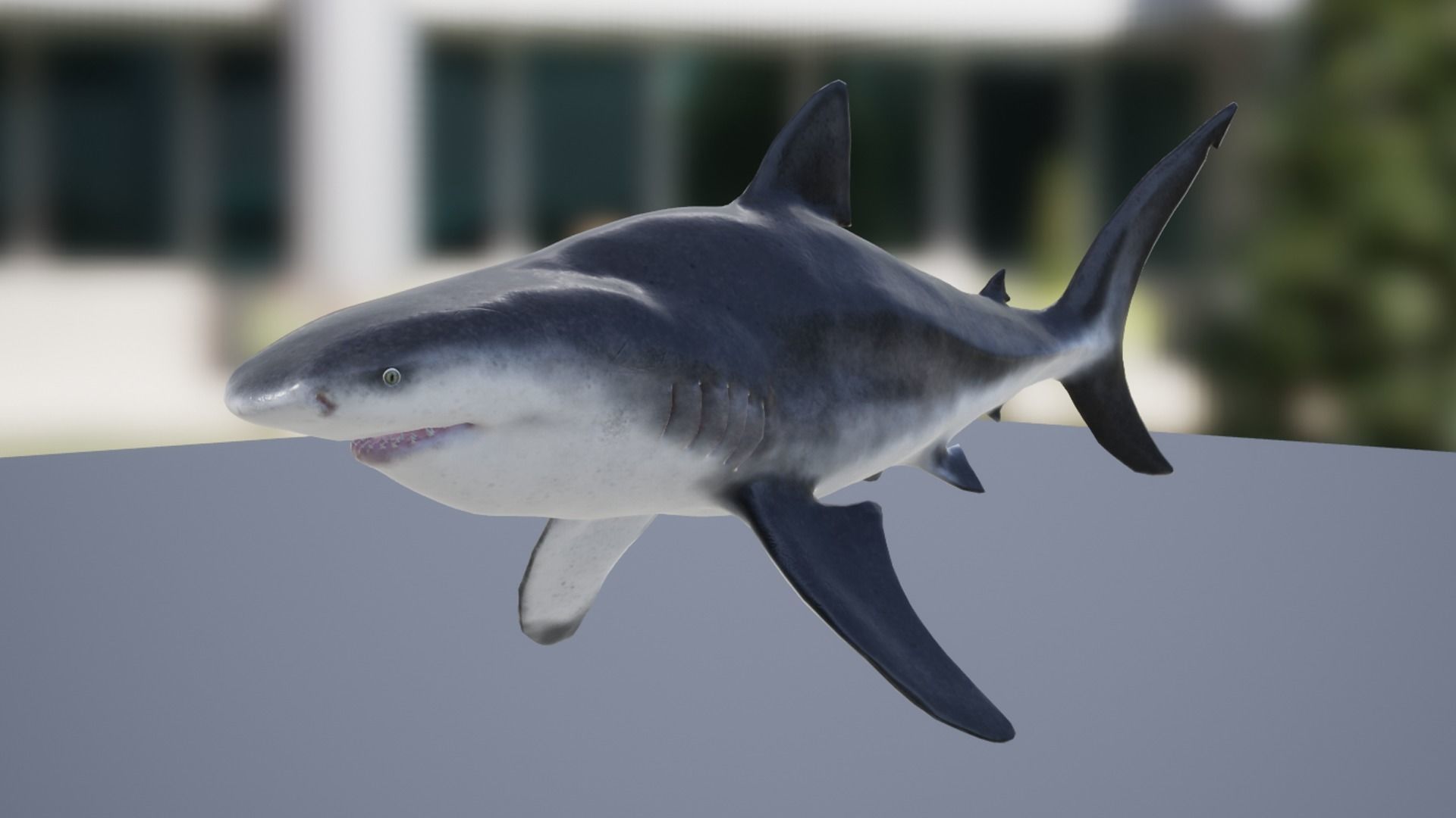 Bull Shark Low-poly 3D model_9