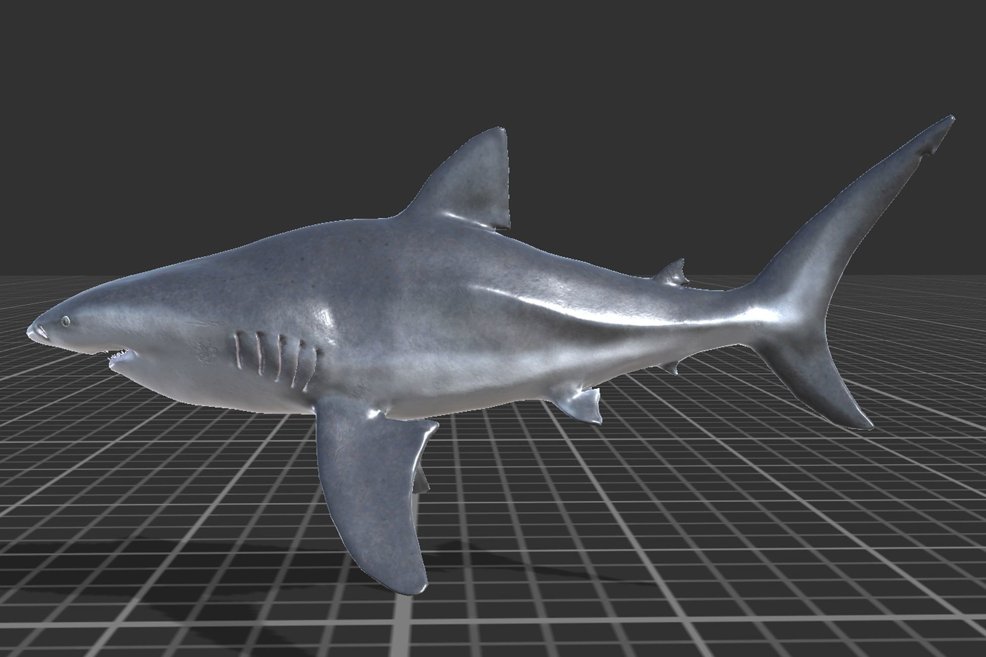Bull Shark Low-poly 3D model_3
