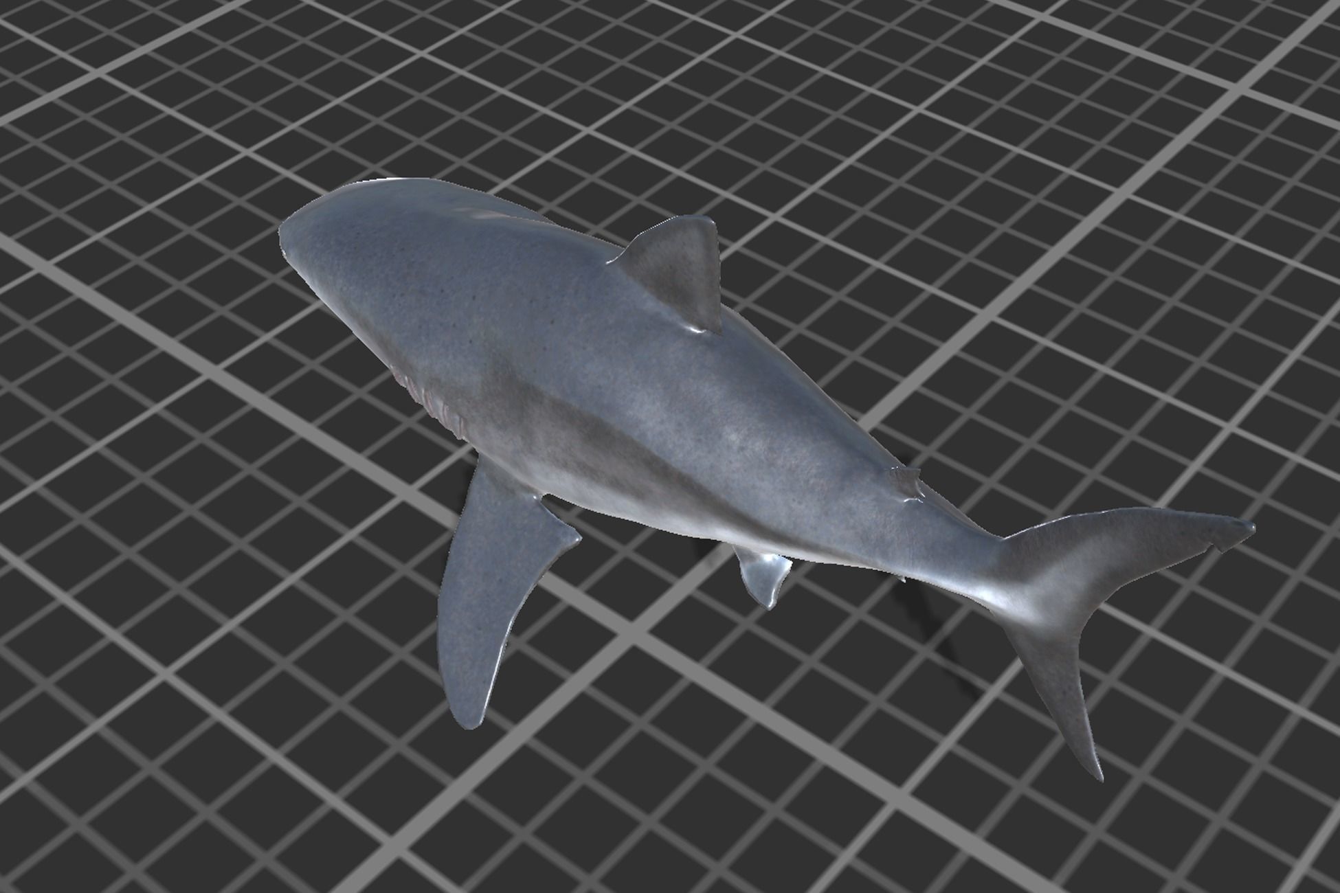 Bull Shark Low-poly 3D model_5
