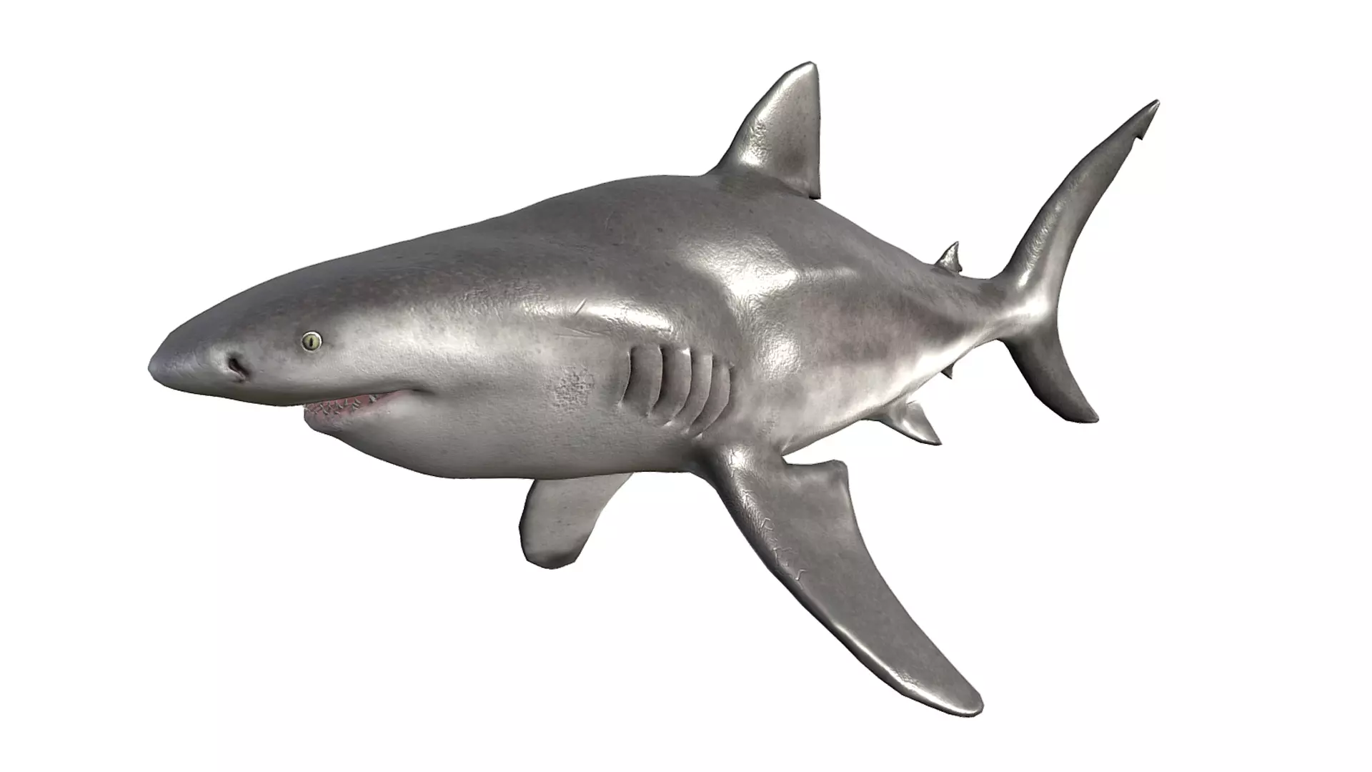 Bull Shark Low-poly 3D model_0