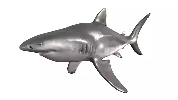Bull Shark Low-poly 3D model