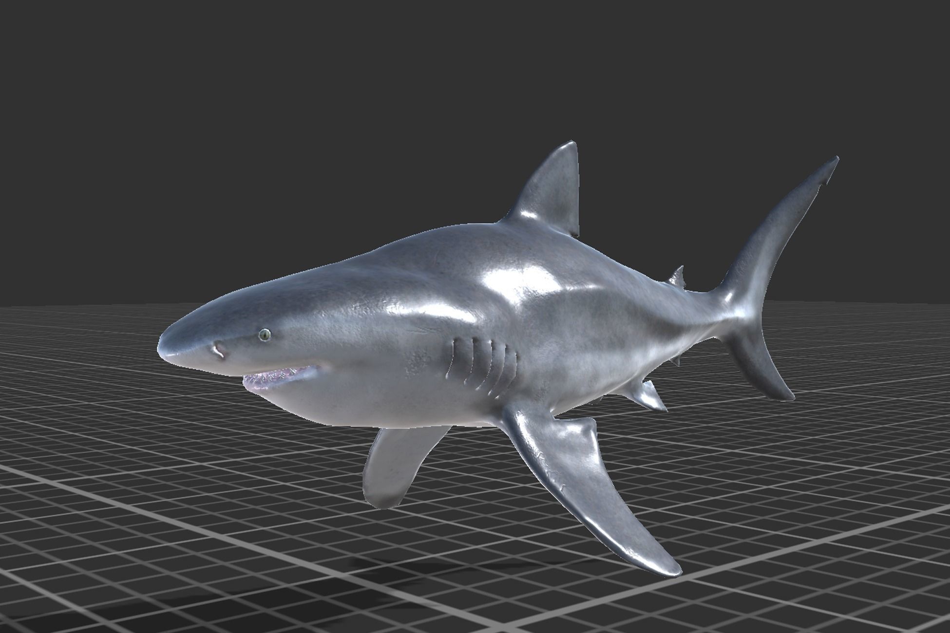Bull Shark Low-poly 3D model_4