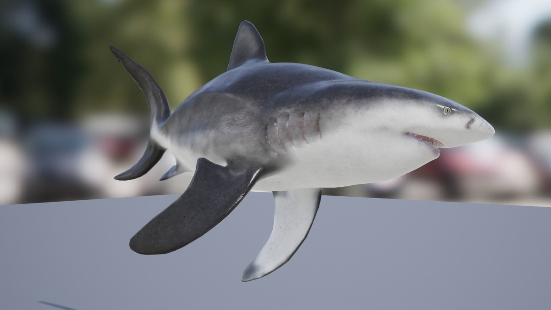 Bull Shark Low-poly 3D model_12