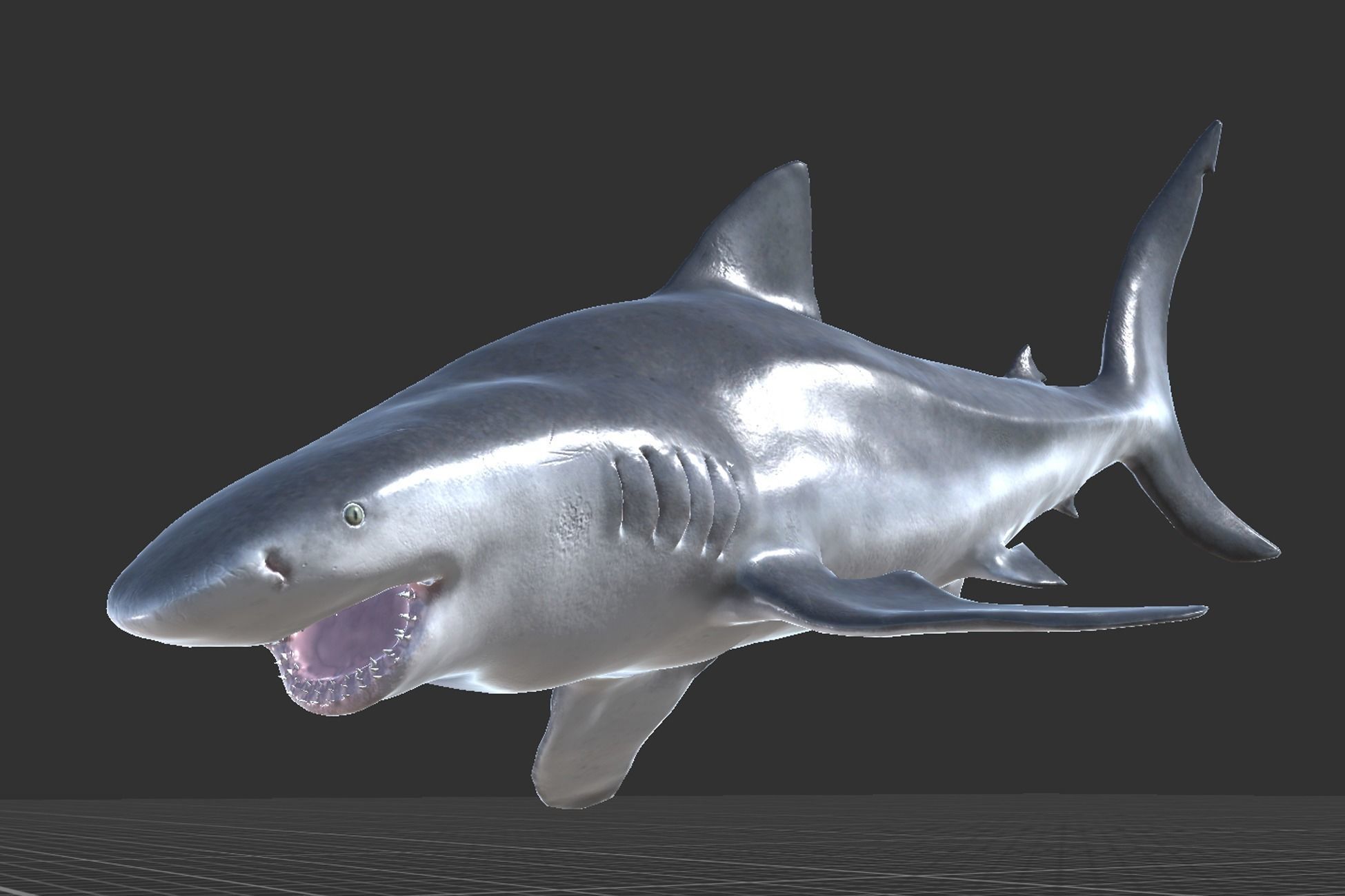 Bull Shark Low-poly 3D model_7