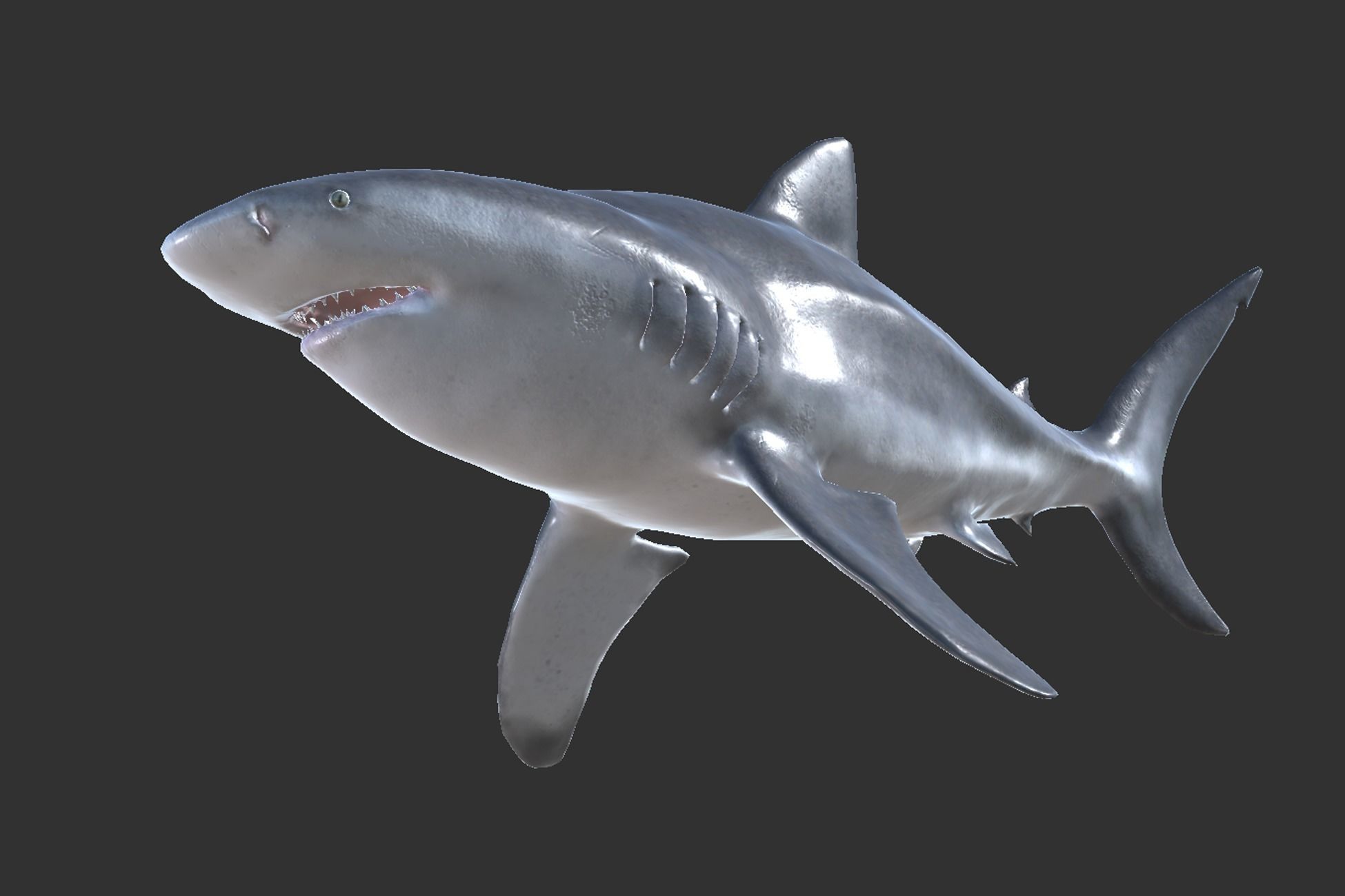 Bull Shark Low-poly 3D model_6
