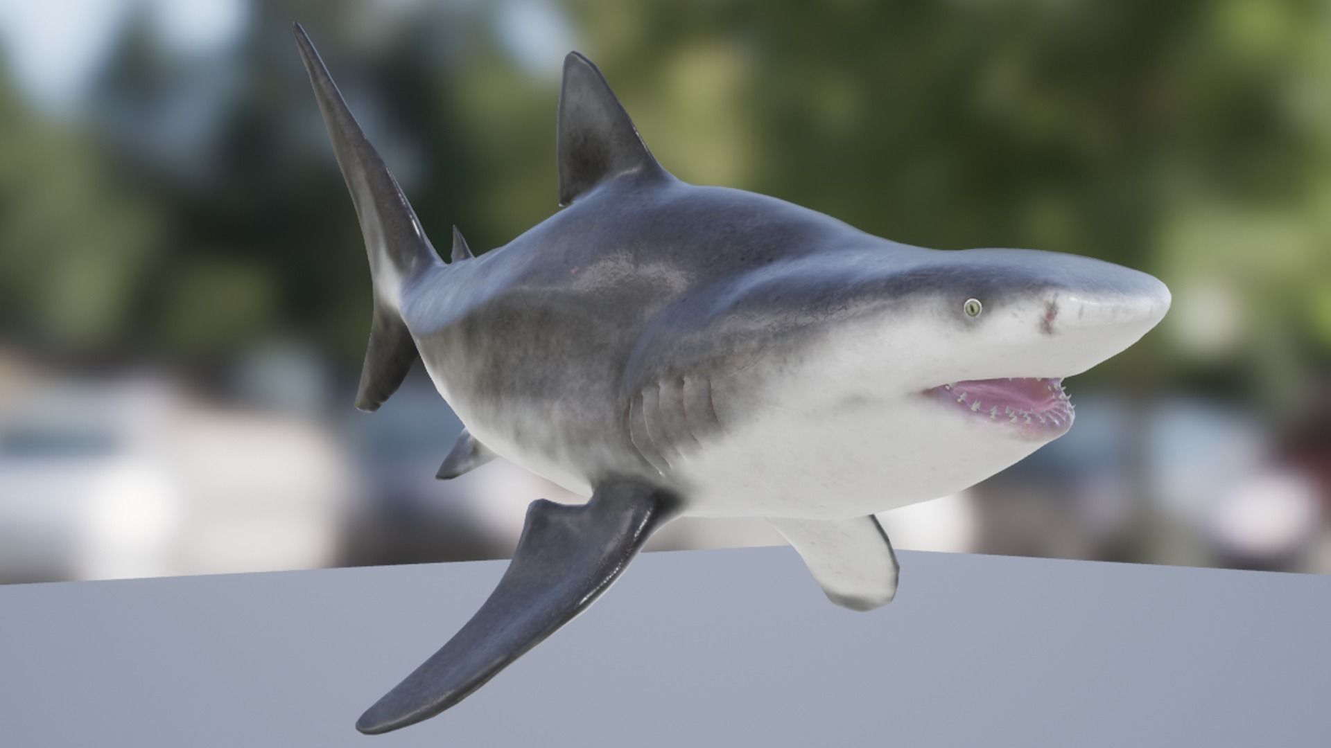 Bull Shark Low-poly 3D model_10