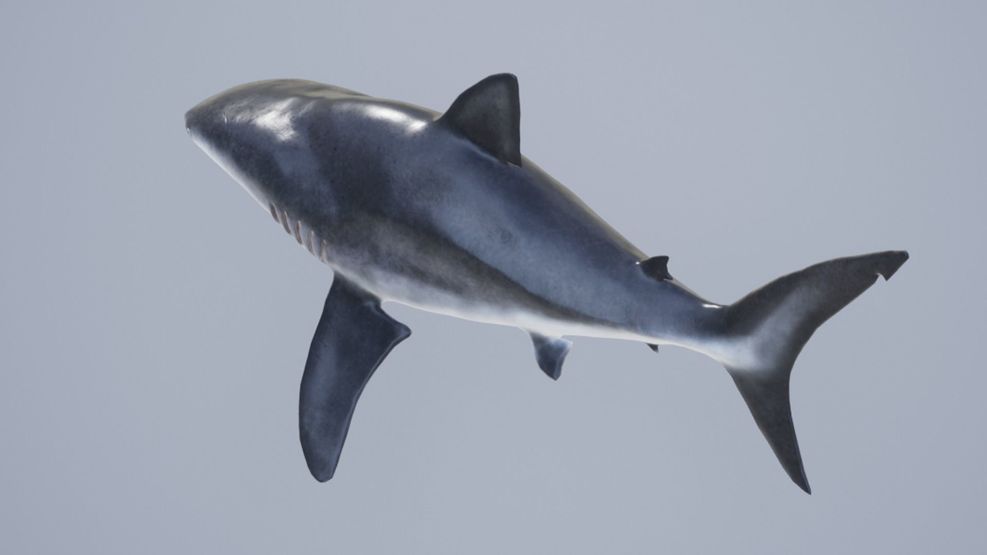 Bull Shark Low-poly 3D model_11