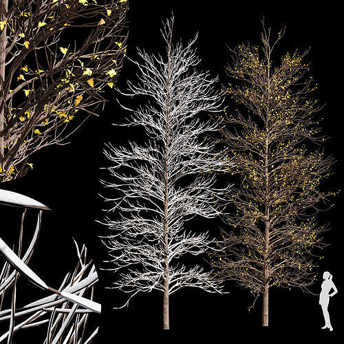 Real Tree Acer Buergerianum Winter 3D model