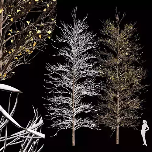 Real Tree Acer Buergerianum Winter 3D model