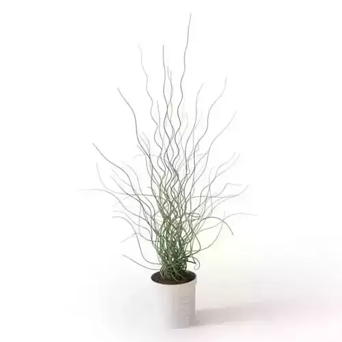 Spiraling Plant In Pot