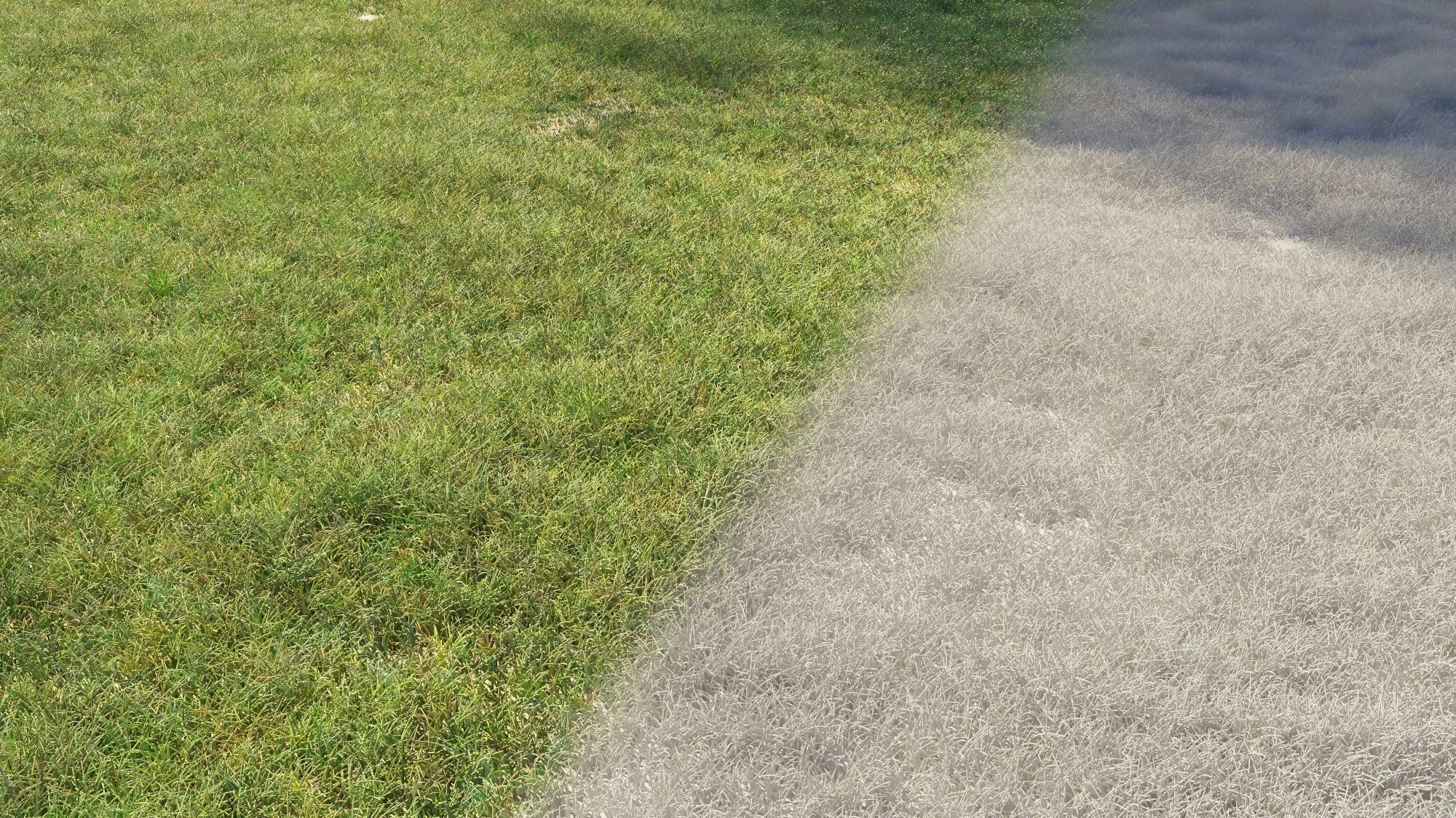 Grass texture Free 3D model_3