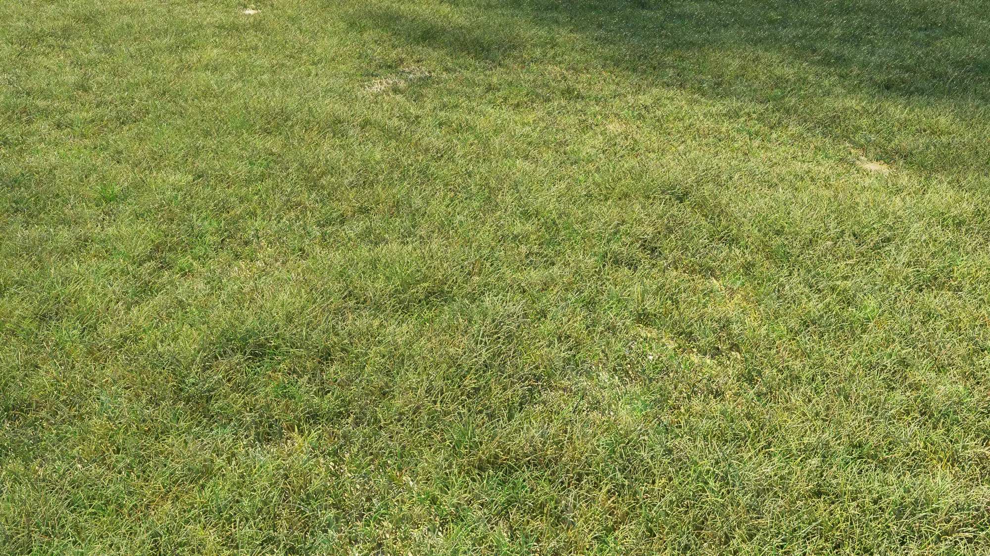 Grass texture Free 3D model_0