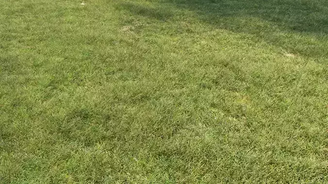 Grass texture