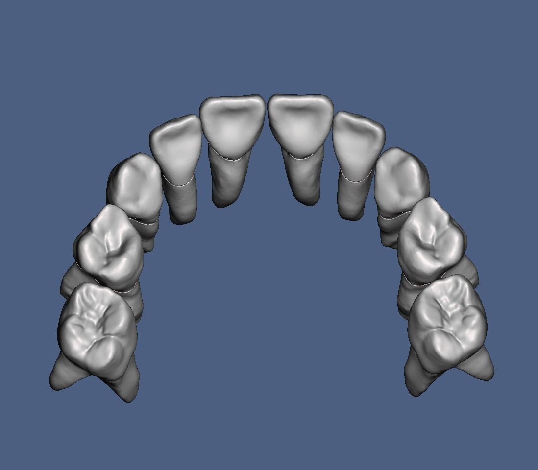 Primary teeth anatomy model with root canal  for separate print 3D print model_7