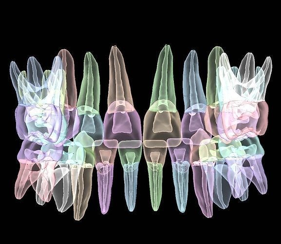 Primary teeth anatomy model with root canal  for separate print 3D print model