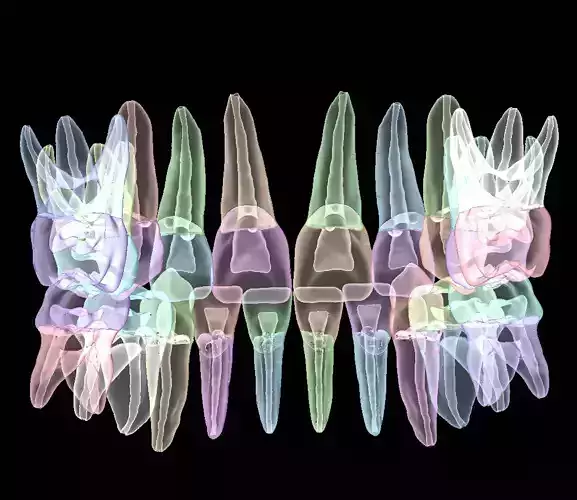 Primary teeth anatomy model with root canal  for separate print 3D print model