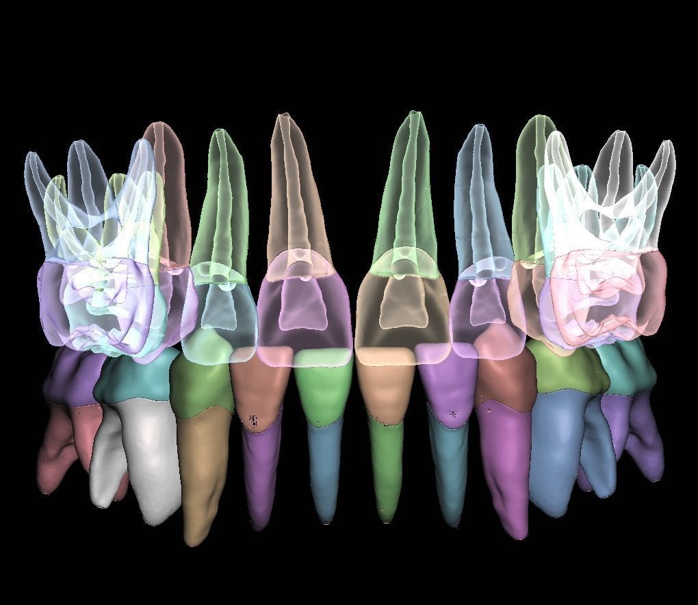 Primary teeth anatomy model with root canal  for separate print 3D print model_8