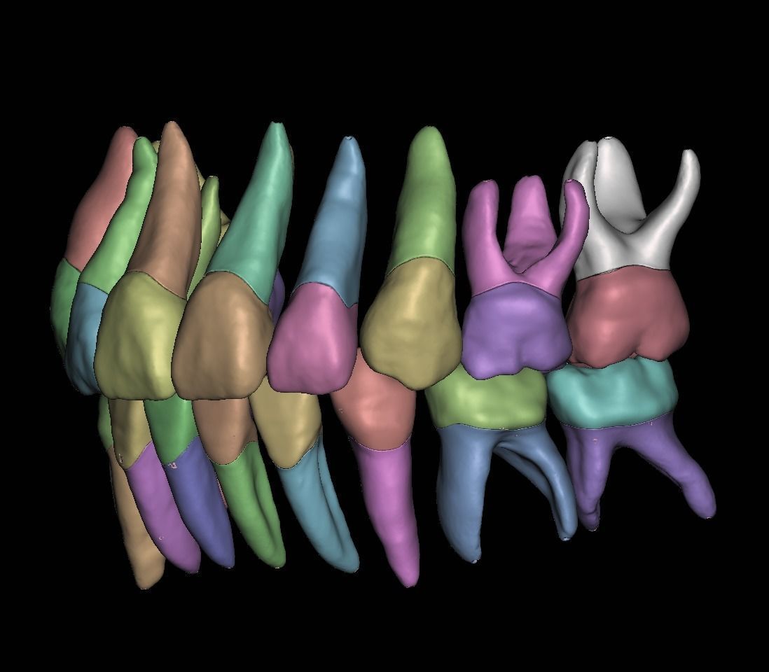 Primary teeth anatomy model with root canal  for separate print 3D print model_1