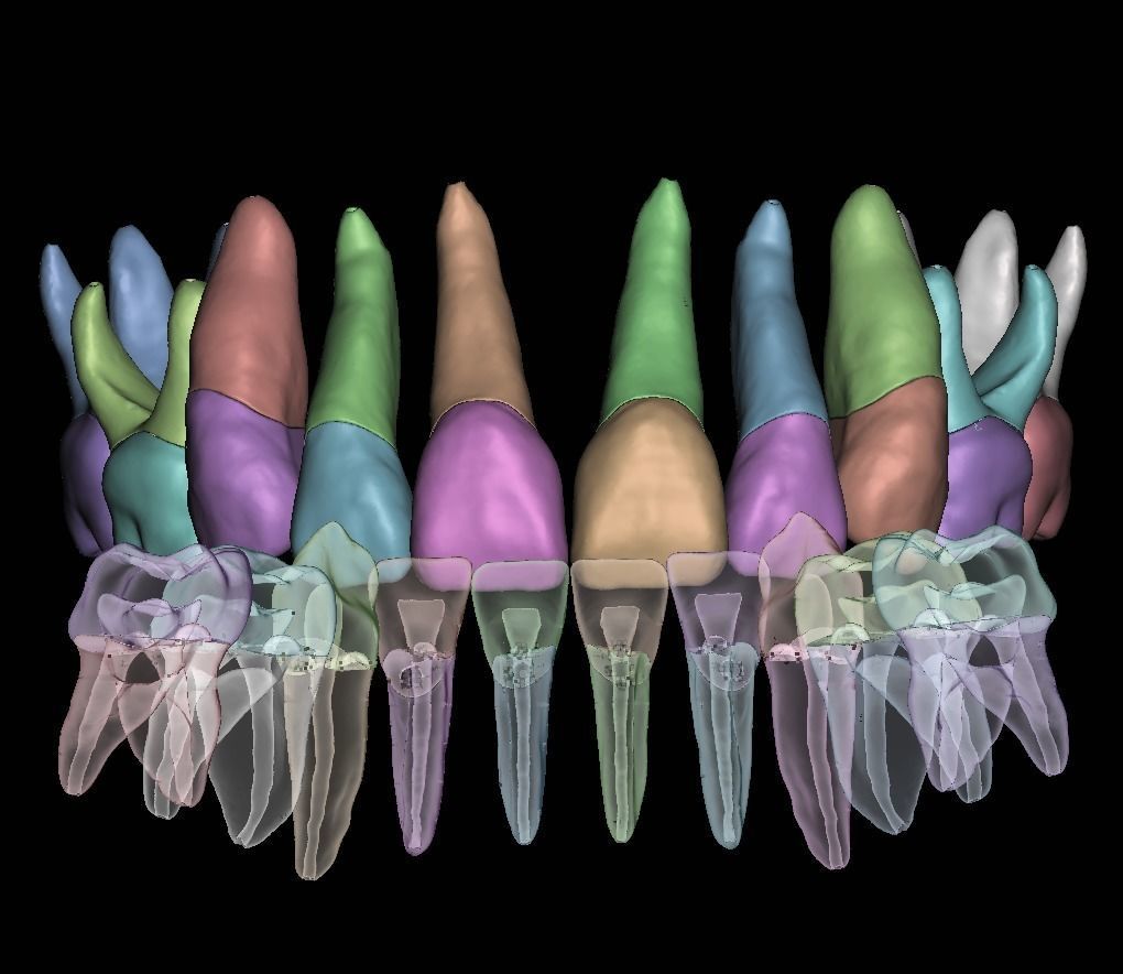 Primary teeth anatomy model with root canal  for separate print 3D print model_9