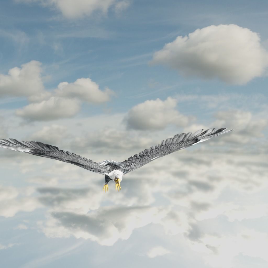 Eagle Model Game Ready flying in sky Low-poly 3D model_28