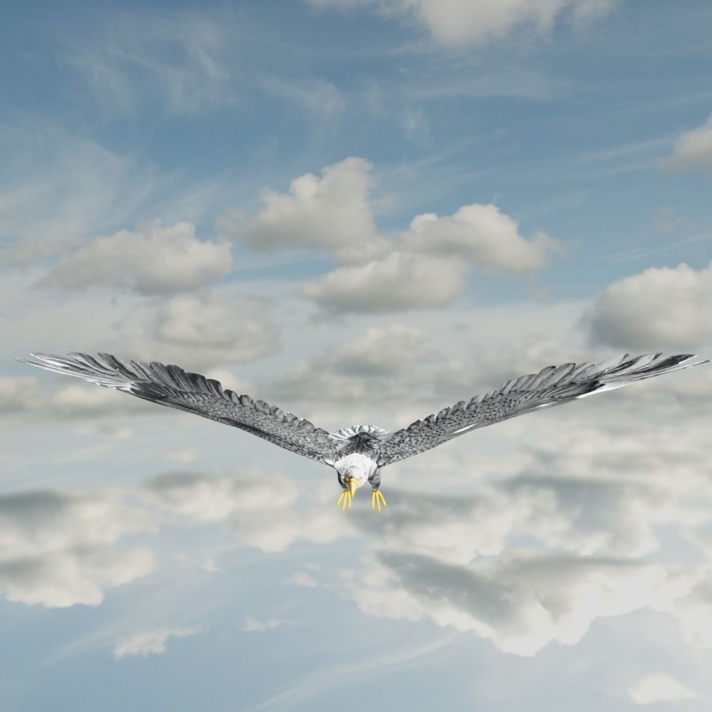 Eagle Model Game Ready flying in sky Low-poly 3D model_30