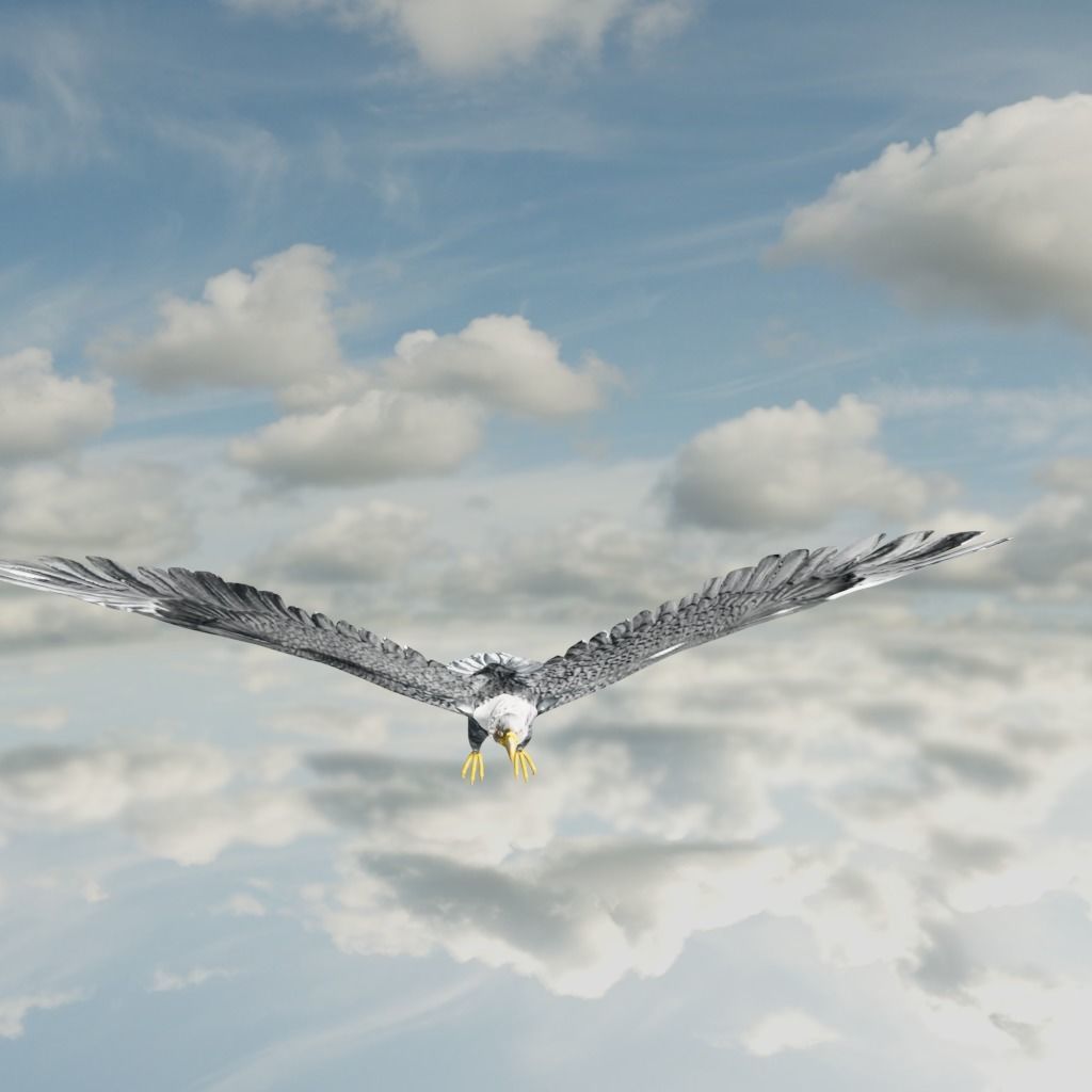 Eagle Model Game Ready flying in sky Low-poly 3D model_33