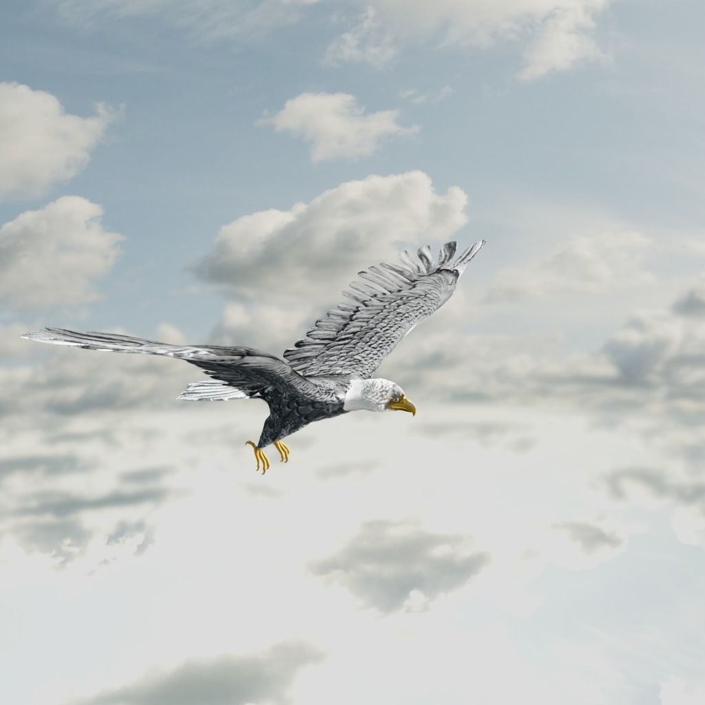 Eagle Model Game Ready flying in sky Low-poly 3D model_5
